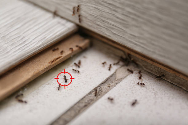 Best Pest Removal Services  in Walnut Creek, OH