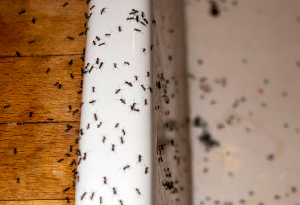 Best Emergency Pest Control  in Walnut Creek, OH