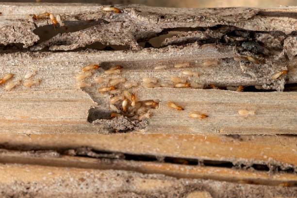 Pest Prevention Services in Walnut Creek, OH